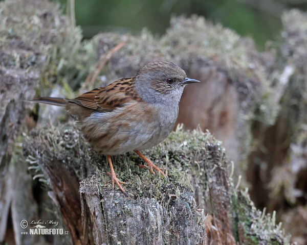 Hedge Accentor (Prunella modularis)