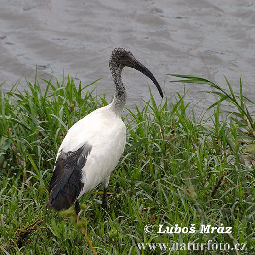 Heilige ibis