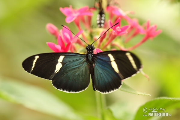 Heliconius sara