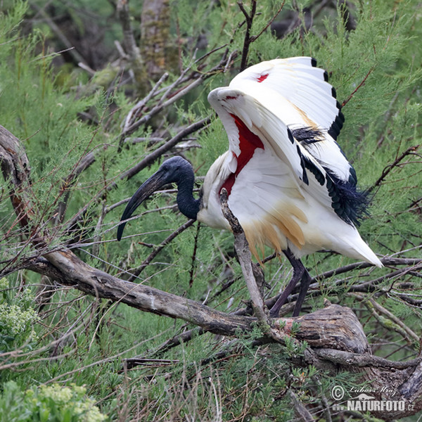 Helig ibis