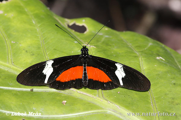 Helioconias sp.