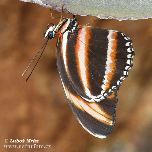 Helioconias sp.