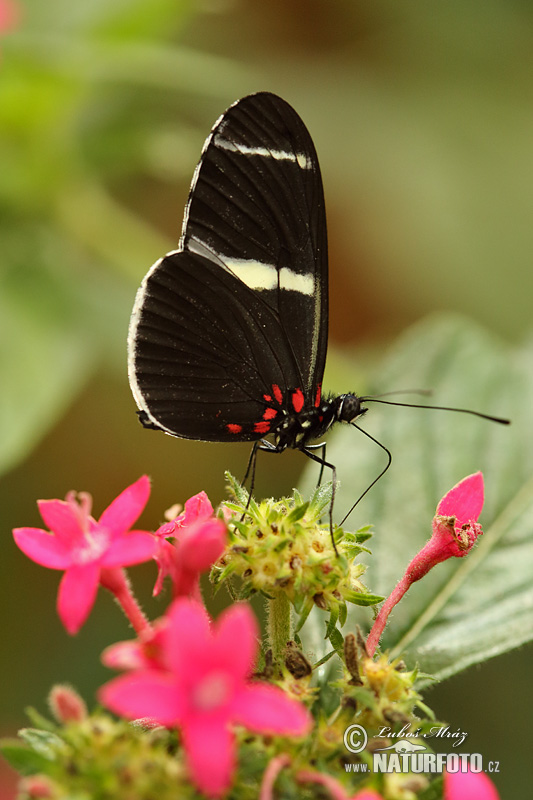 Helioconias sp.