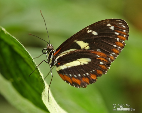 Helioconias sp. Butterfly (Helioconias sp.)