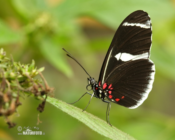 Helioconias sp. Butterfly (Helioconias sp.)