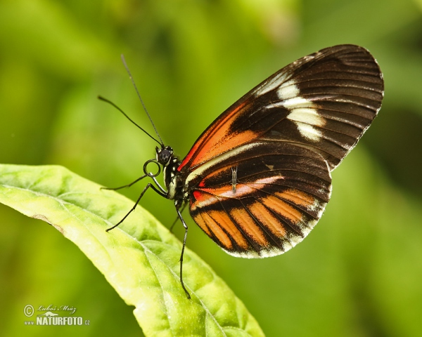 Helioconias sp. Butterfly (Helioconias sp.)