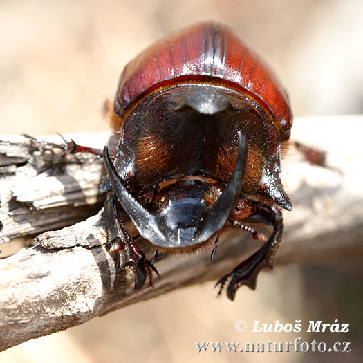 Heliocopris gigas