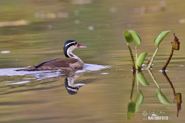 Heliornis fulica