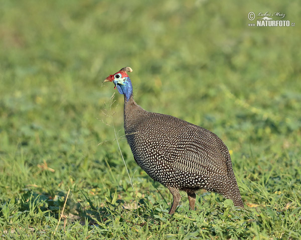 Helmeted Guineafowl (Numida meleagris)