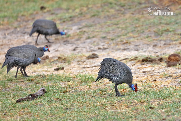 Helmeted Guineafowl (Numida meleagris)