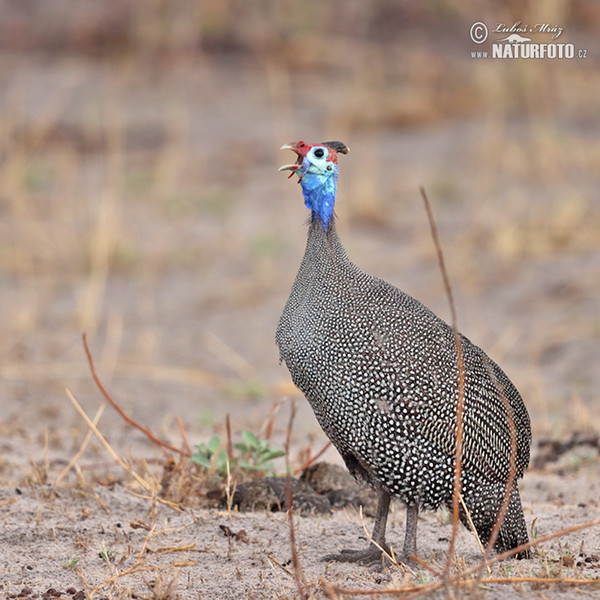 Helmeted Guineafowl (Numida meleagris)