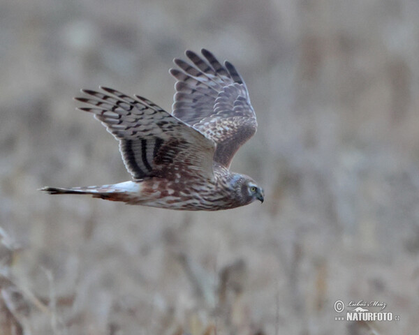 Hen Harrier (Circus cyaneus)