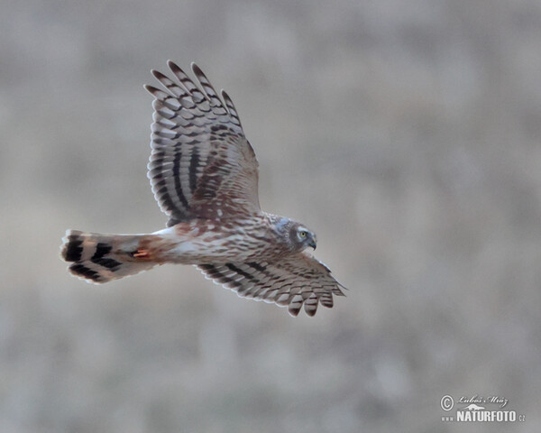 Hen Harrier (Circus cyaneus)