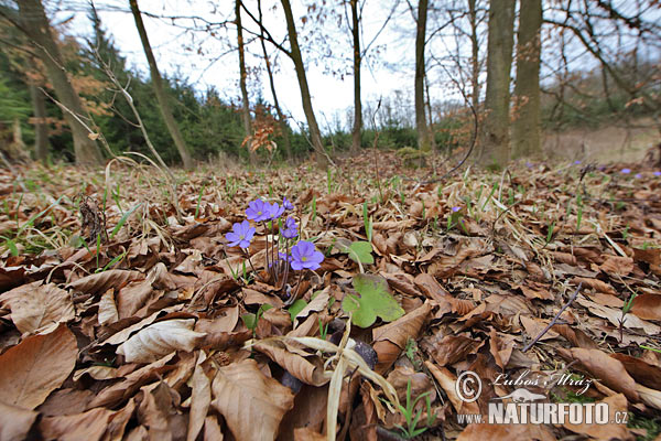 Hepatica nobilis