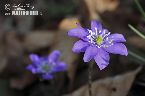 Hepatica nobilis