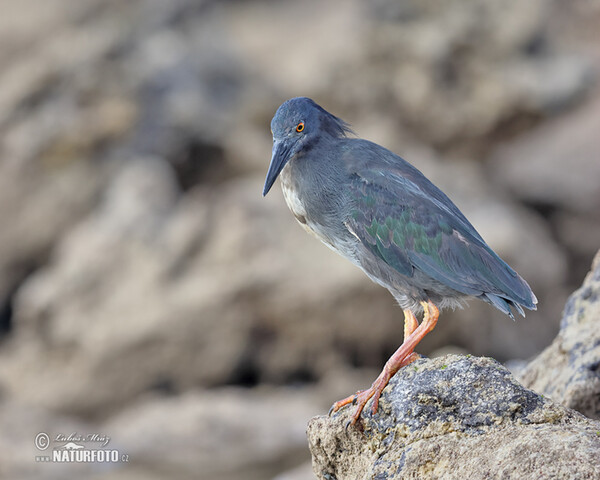 Héron des Galapagos