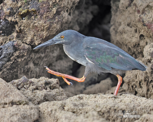 Héron des Galapagos