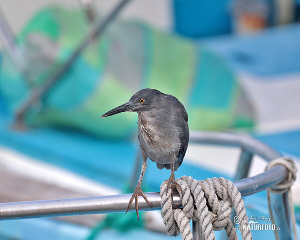 Héron des Galapagos