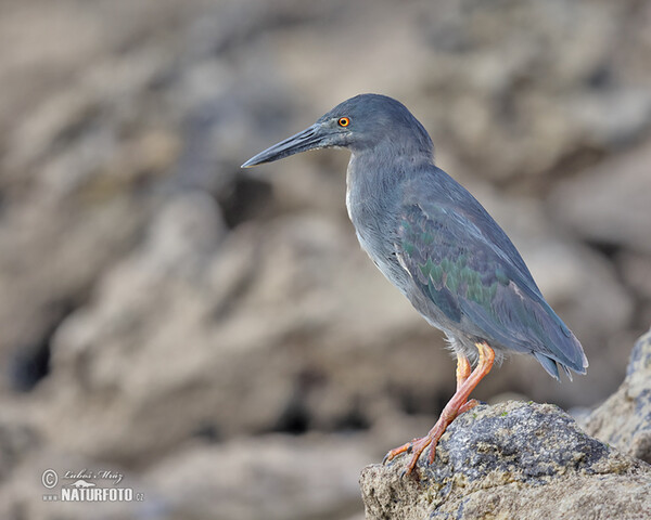 Héron des Galapagos