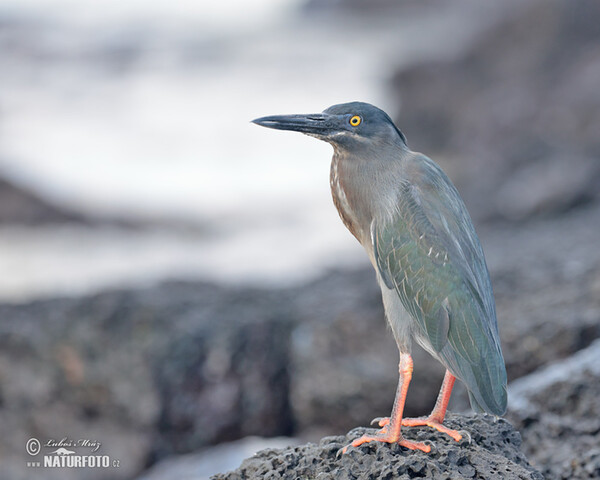 Héron des Galapagos