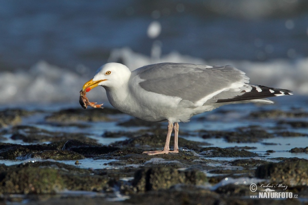 Herring Gull (Larus argentatus)