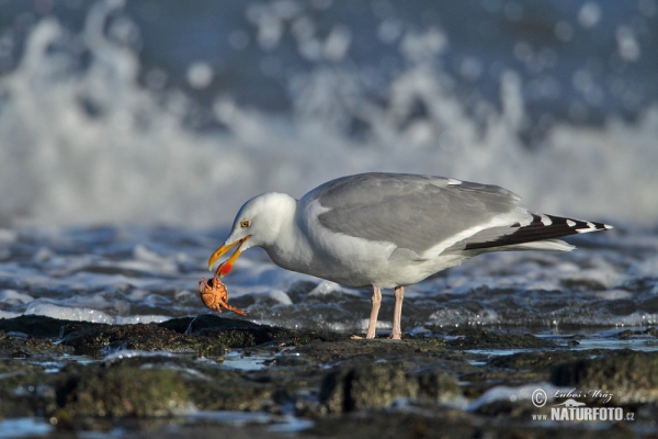 Herring Gull (Larus argentatus)