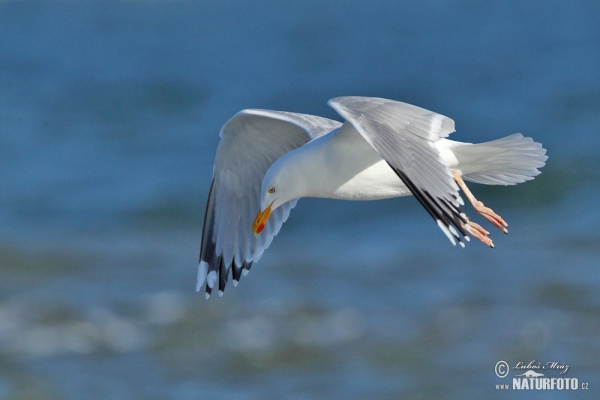 Herring Gull (Larus argentatus)