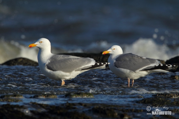 Herring Gull (Larus argentatus)