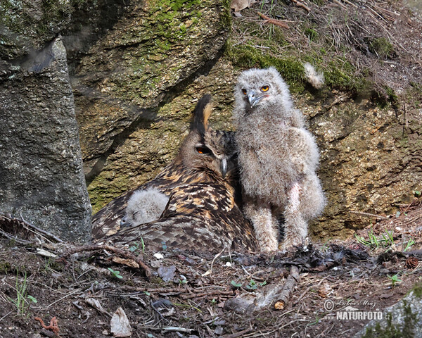 Hibou grand-duc