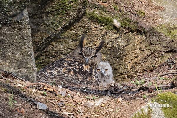 Hibou grand-duc