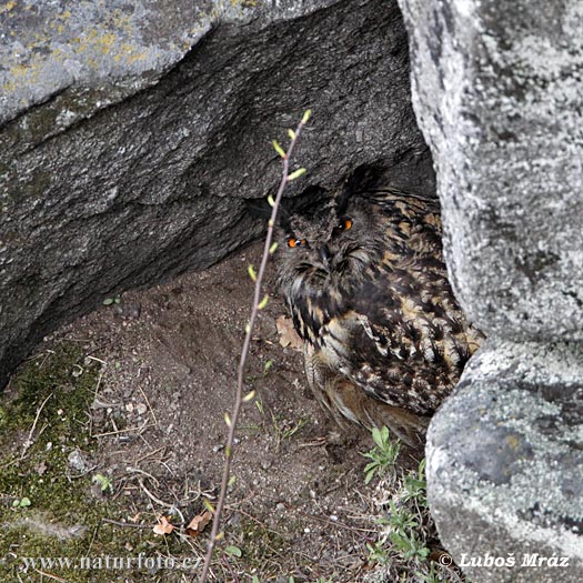 Hibou grand-duc