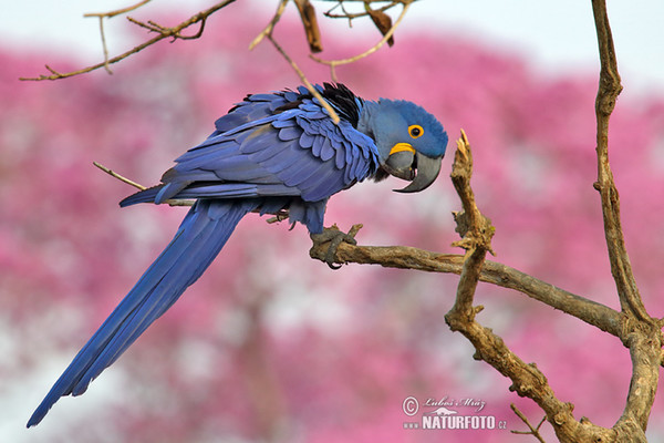 Hijacintna ara