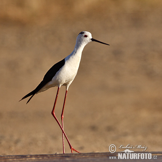 Himantopus himantopus