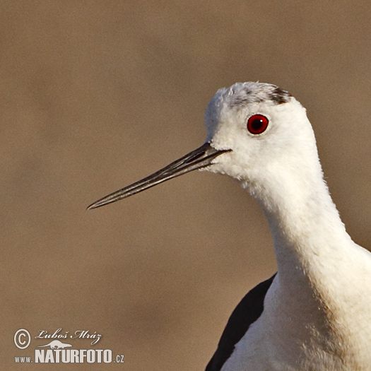 Himantopus himantopus