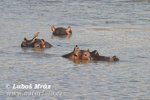 Hippopotame