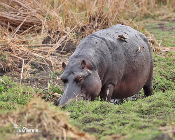 Hippopotamus (Hippopotamus amphibius)