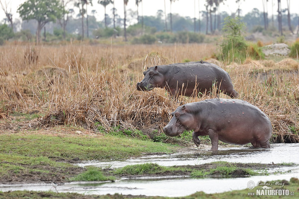 Hippopotamus (Hippopotamus amphibius)