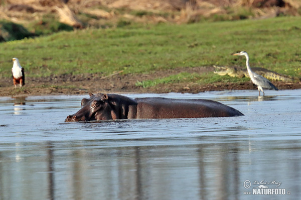 Hippopotamus (Hippopotamus amphibius)