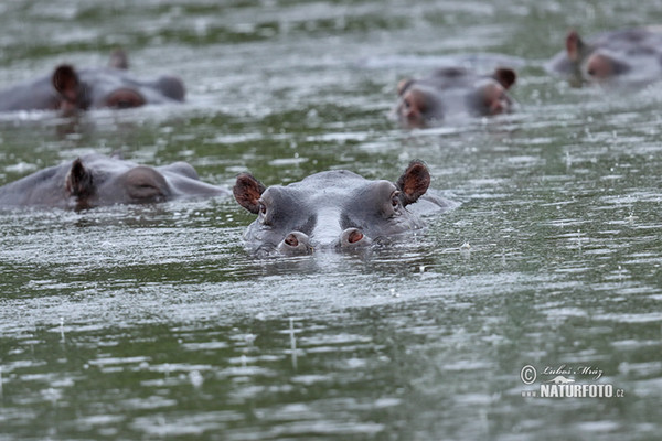 Hippopotamus (Hippopotamus amphibius)