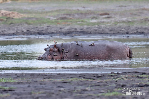 Hippopotamus (Hippopotamus amphibius)