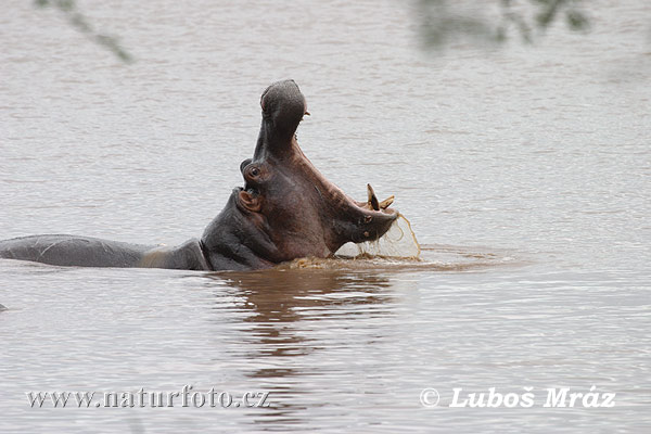 Hippopotamus amphibius