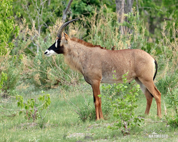 Hippotragus equinus