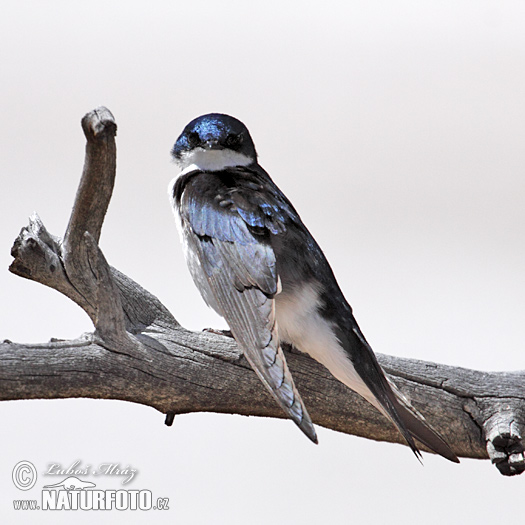 Hirondelle bicolore