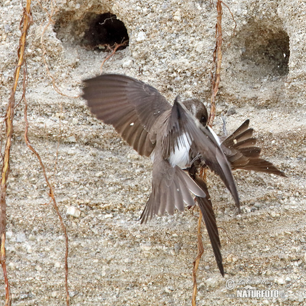 Hirondelle de rivage