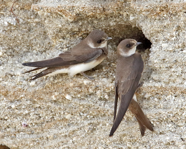 Hirondelle de rivage