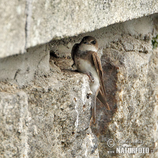 Hirondelle de rivage