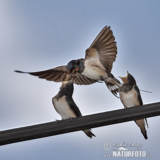 Hirundo rustica