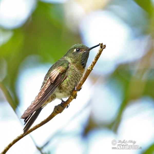 Hoary Puffleg (Haplophaedia lugens)