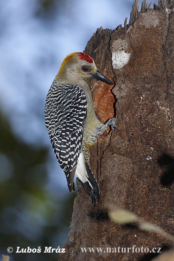 Hoffmann ´s Woodpecker (Melanerpes hoffmannii)