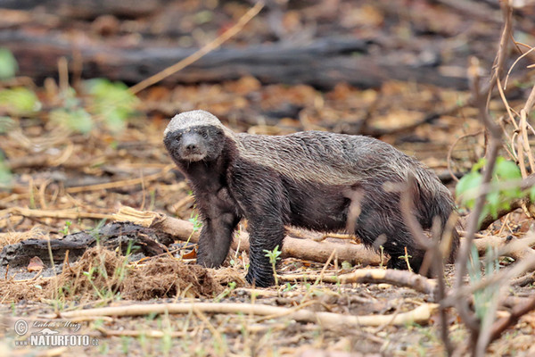 Honey badger (Mellivora capensis)